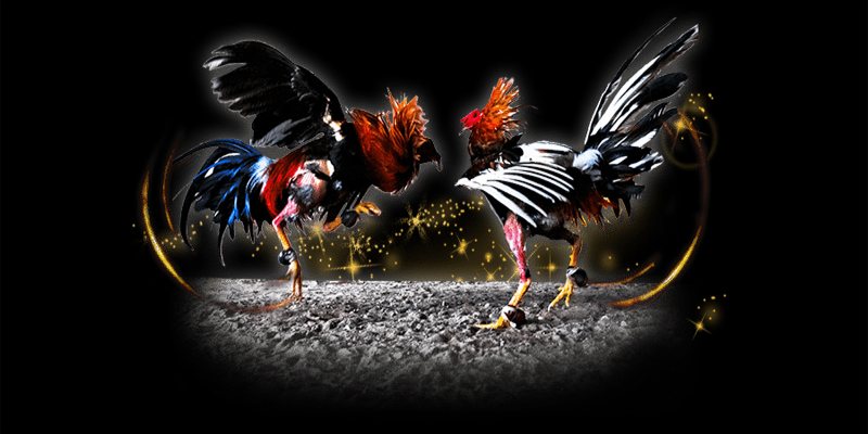 Người chơi cần có kiến thức về gà chiến và phán đoán nhanh để dành chiến thắng