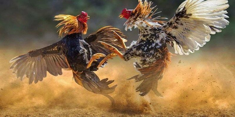 Áp dụng một số mẹo trên sẽ giúp bạn chơi chắc tay và tối ưu hóa lợi nhuận.