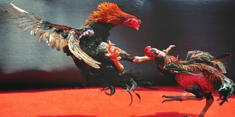 Lý do khiến đá gà trực tiếp được nhiều bet thủ ưa chuộng đó là sự hấp dẫn