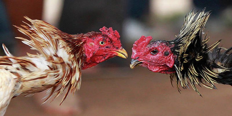 Đừng tất tay chỉ trong một ván duy nhất vì trò chơi luôn tiềm ẩn nhiều biến số