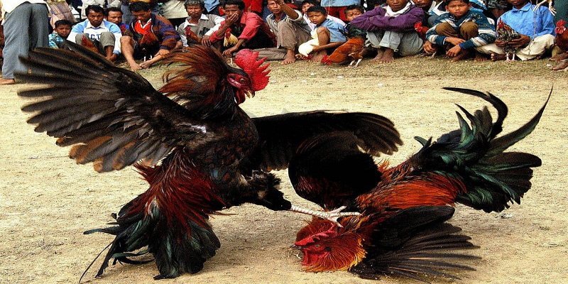 Bạn hiểu như thế nào về luật chơi gà chọi tại 58Win?