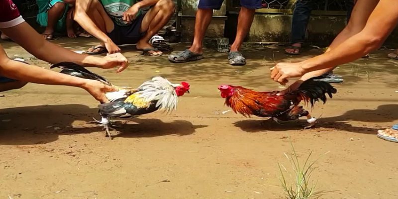 Lưu ý cần bỏ túi khi chơi gà chọi